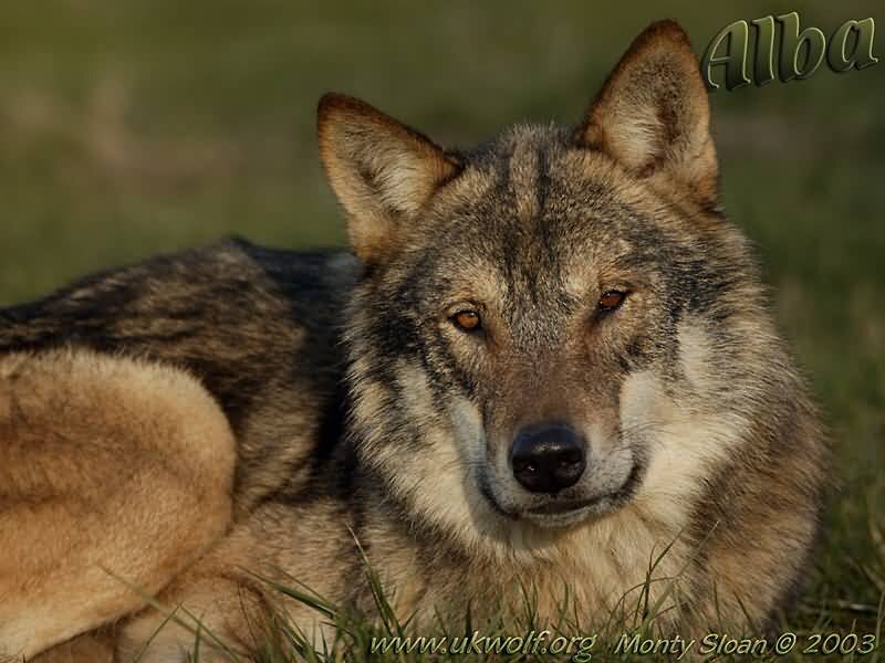 Wolf Lying in Grass — Brown, Calm