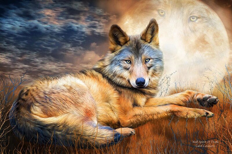 Wolf Lying in Grass — Brown, Dramatic