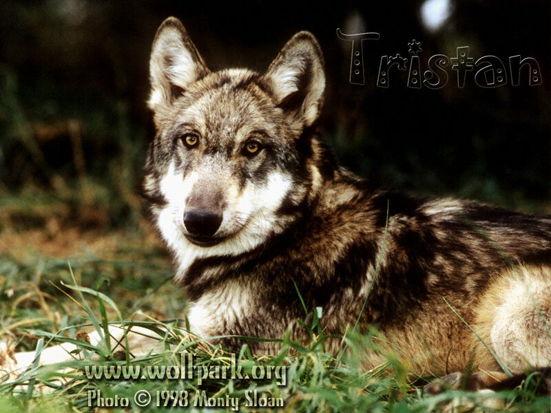 Wolf Lying in Grass — Brown