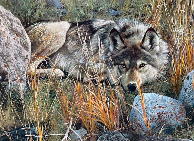 Wolf Lying in Grass — Gray, Alert