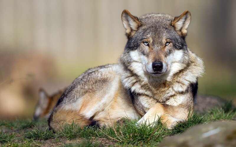 Wolf Lying in Grass — Gray, Calm, Afternoon
