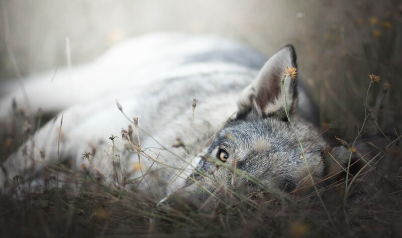 Wolf Lying in Grass — Gray, Calm, Morning