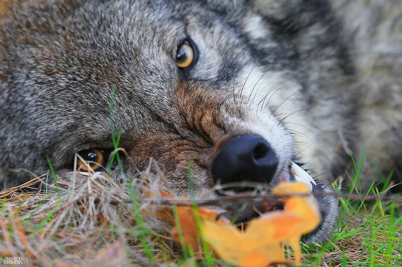 Wolf Lying in Grass — Gray, Calm