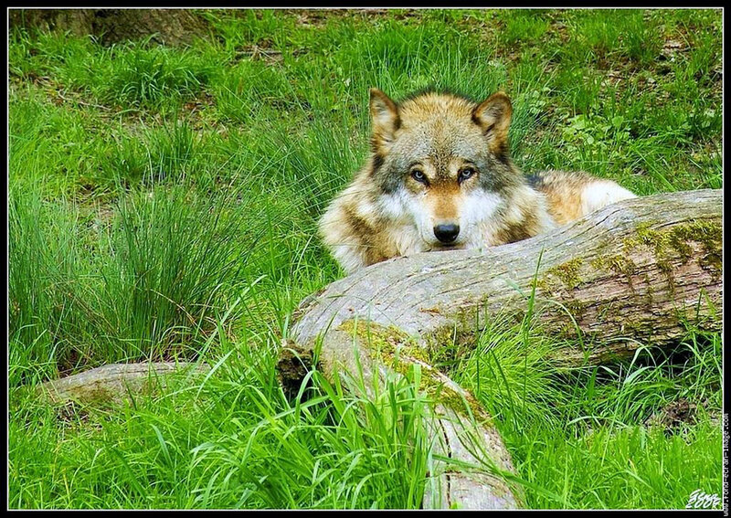 Wolf Lying in Grass — Green, Calm, Afternoon, Photograph