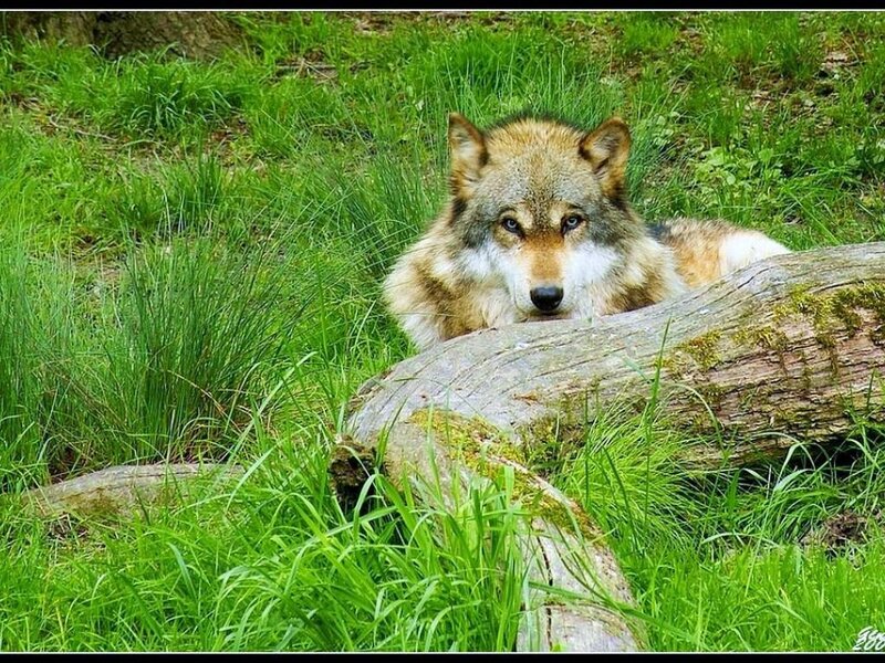 Wolf Lying in Grass — Green, Calm, Afternoon