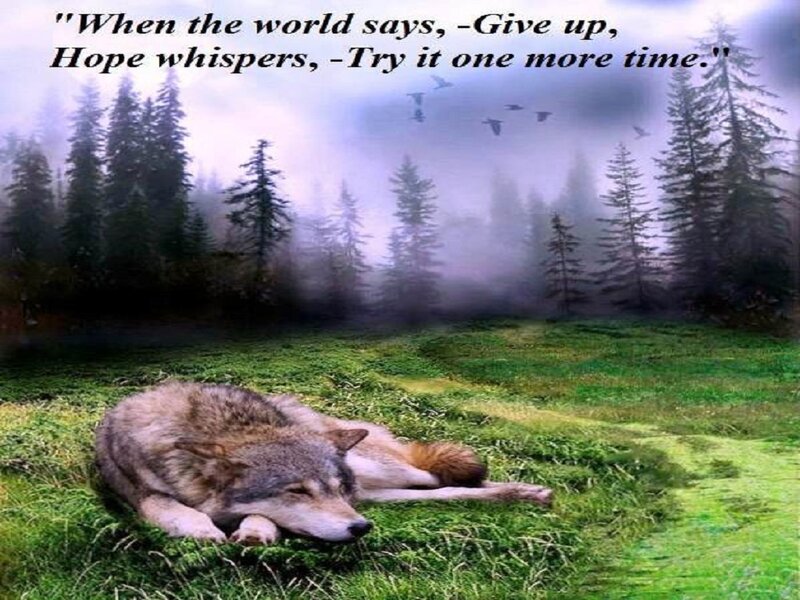Wolf Lying in Grass — Green, Serene