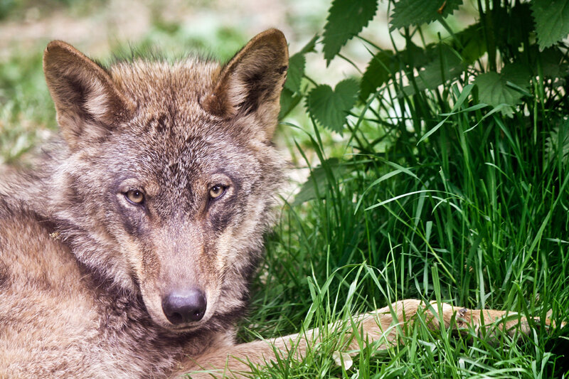 Wolf Lying in Grass — Green