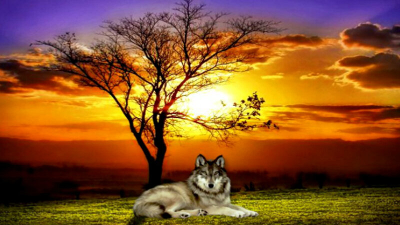 Wolf Lying in Grass — Orange