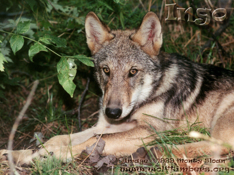 Wolf Lying in Grass