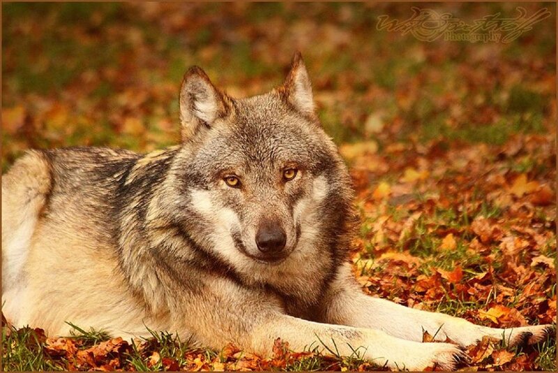 Wolf Lying in Leaves — Brown, Calm, Autumn