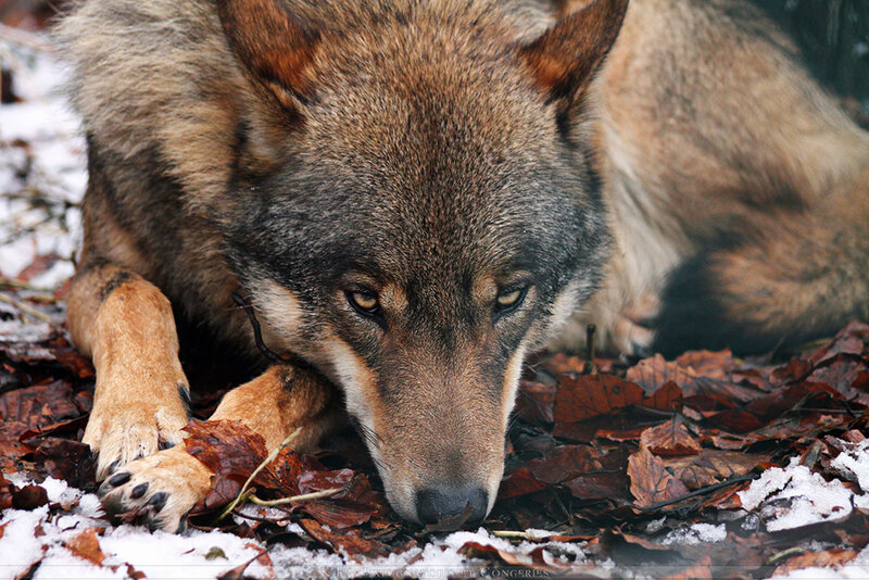 Wolf Lying in Leaves — Brown, Calm