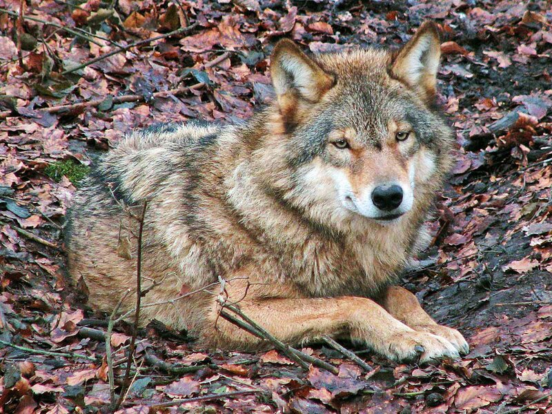 Wolf Lying in Leaves — Brown