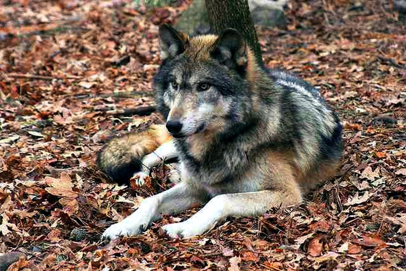 Wolf Lying in Leaves