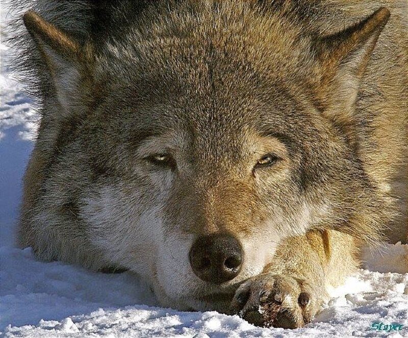Wolf Lying in Snow — Gray, Calm, Winter, Photograph