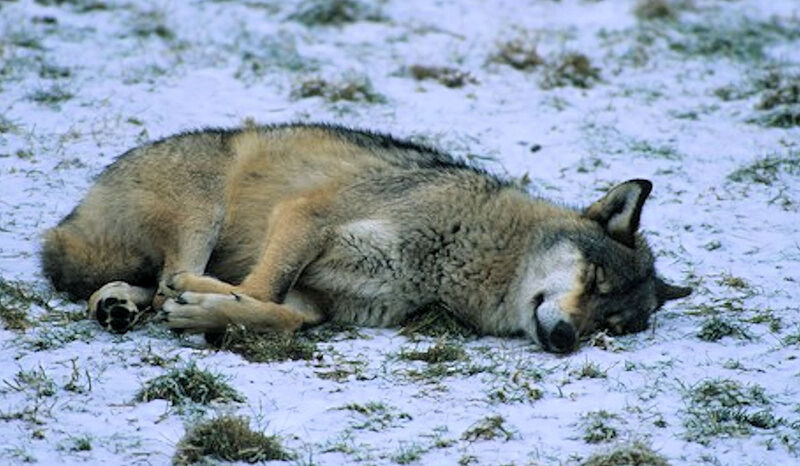 Wolf Lying in Snow — Gray, Calm, Winter