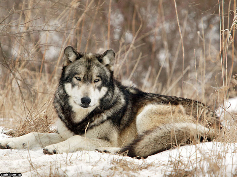 Wolf Lying in Snow — Gray