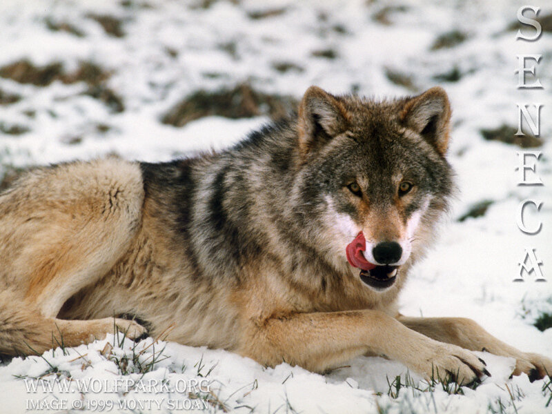 Wolf Lying in Snow