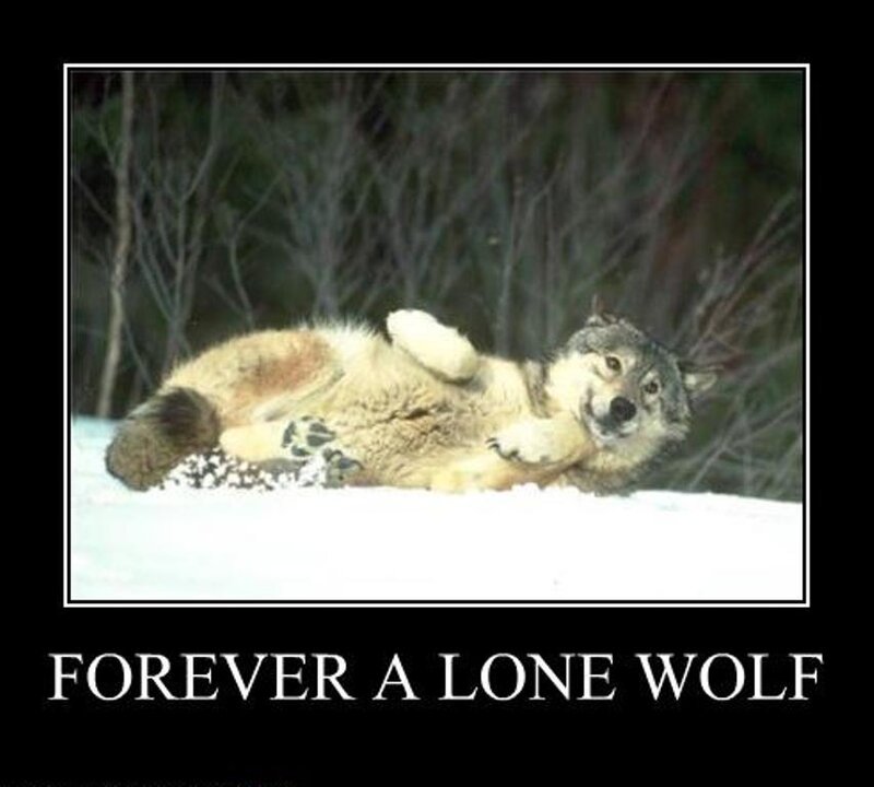 Wolf Lying in Snow — White, Calm, Winter, Photograph