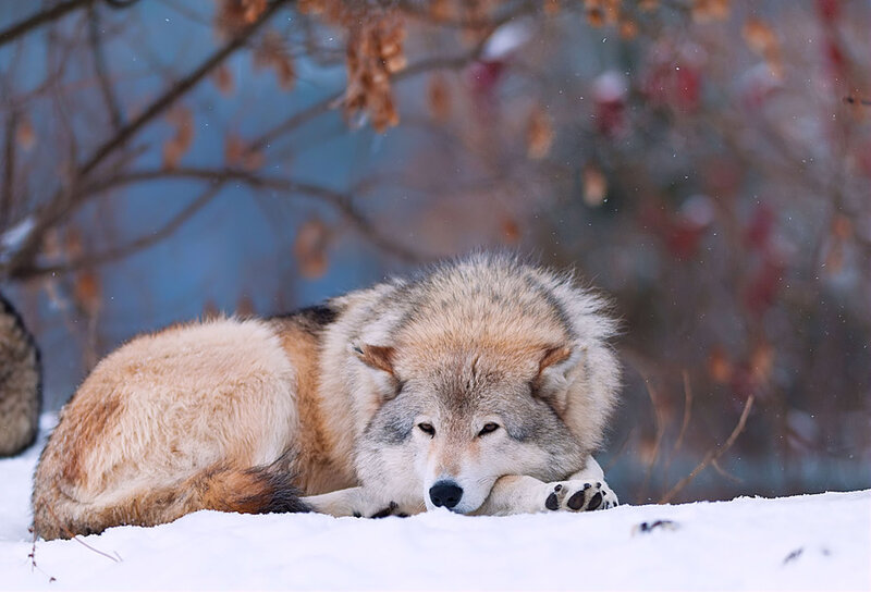 Wolf Lying in Snow — White, Calm, Winter, Photograph, Tree Branches