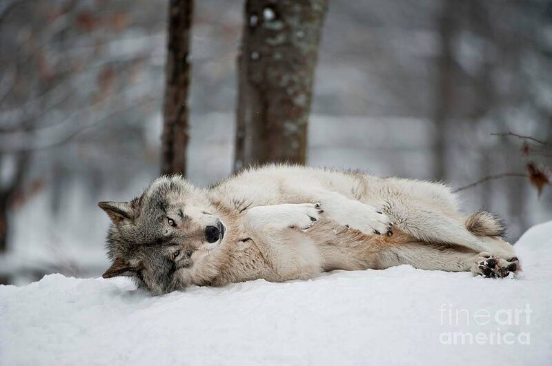 Wolf Lying in Snow — White, Calm, Winter, Photograph, Trees, Forest