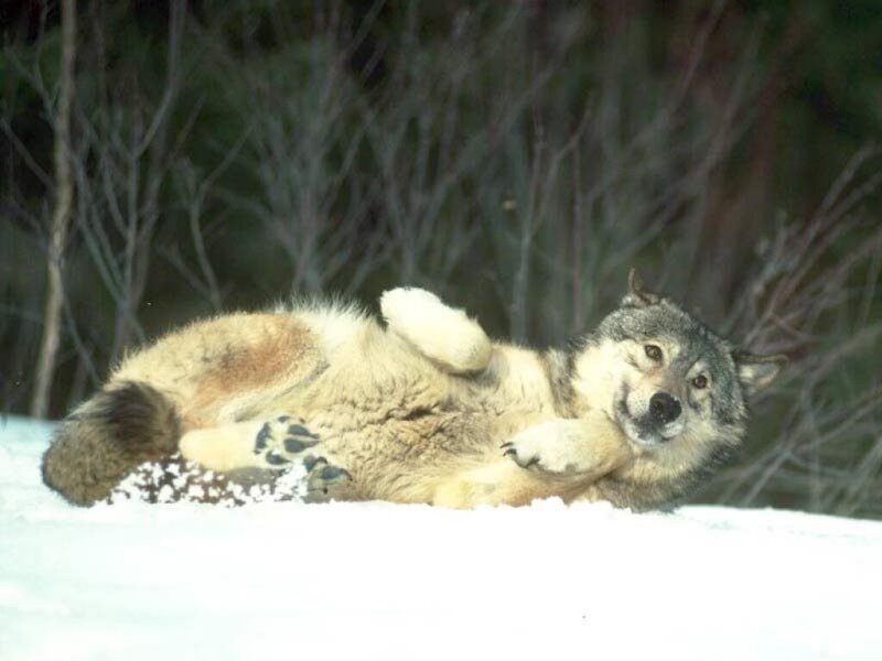 Wolf Lying in Snow — White, Calm, Winter, Photograph, Trees