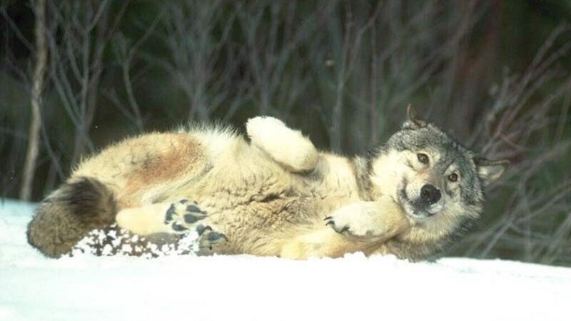 Wolf Lying in Snow — White, Calm, Winter