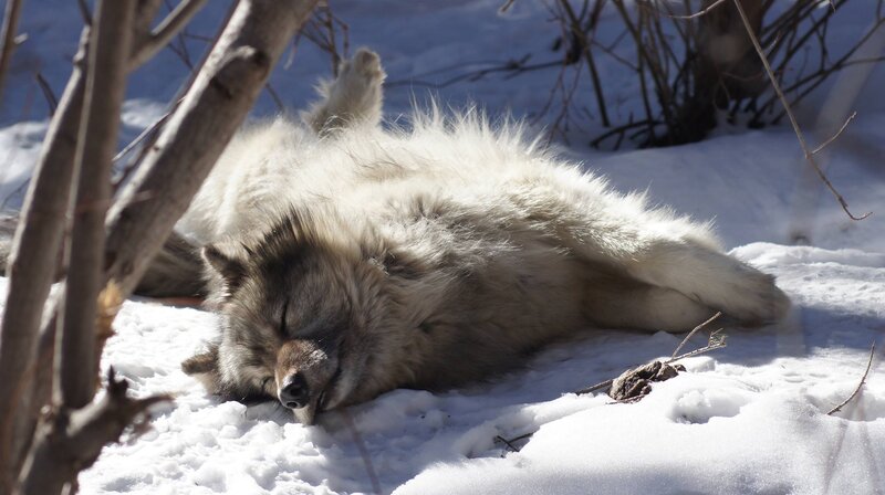 Wolf Lying in Snow — White, Peaceful, Winter