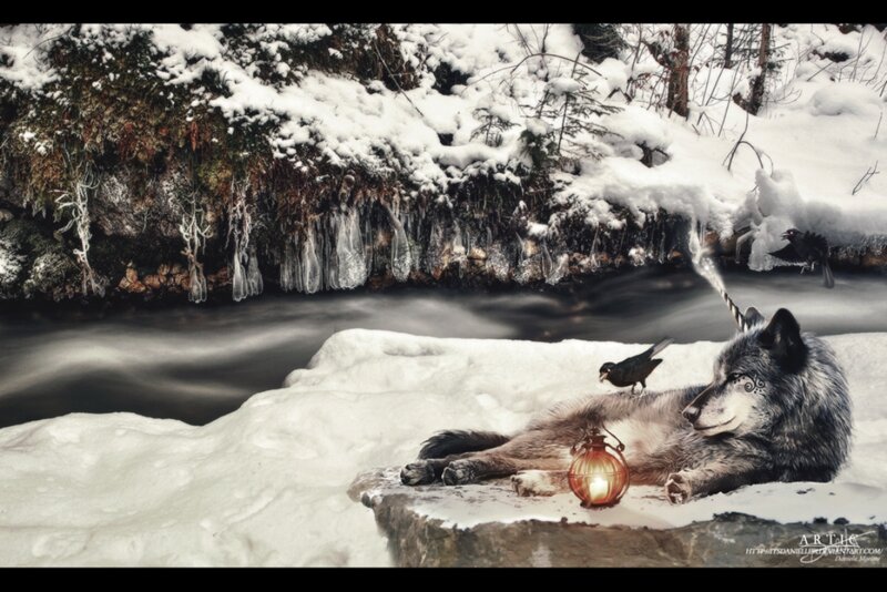 Wolf Lying in Snow — White, Serene