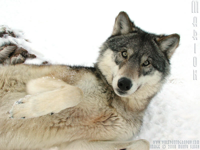 Wolf Lying in Snow — White