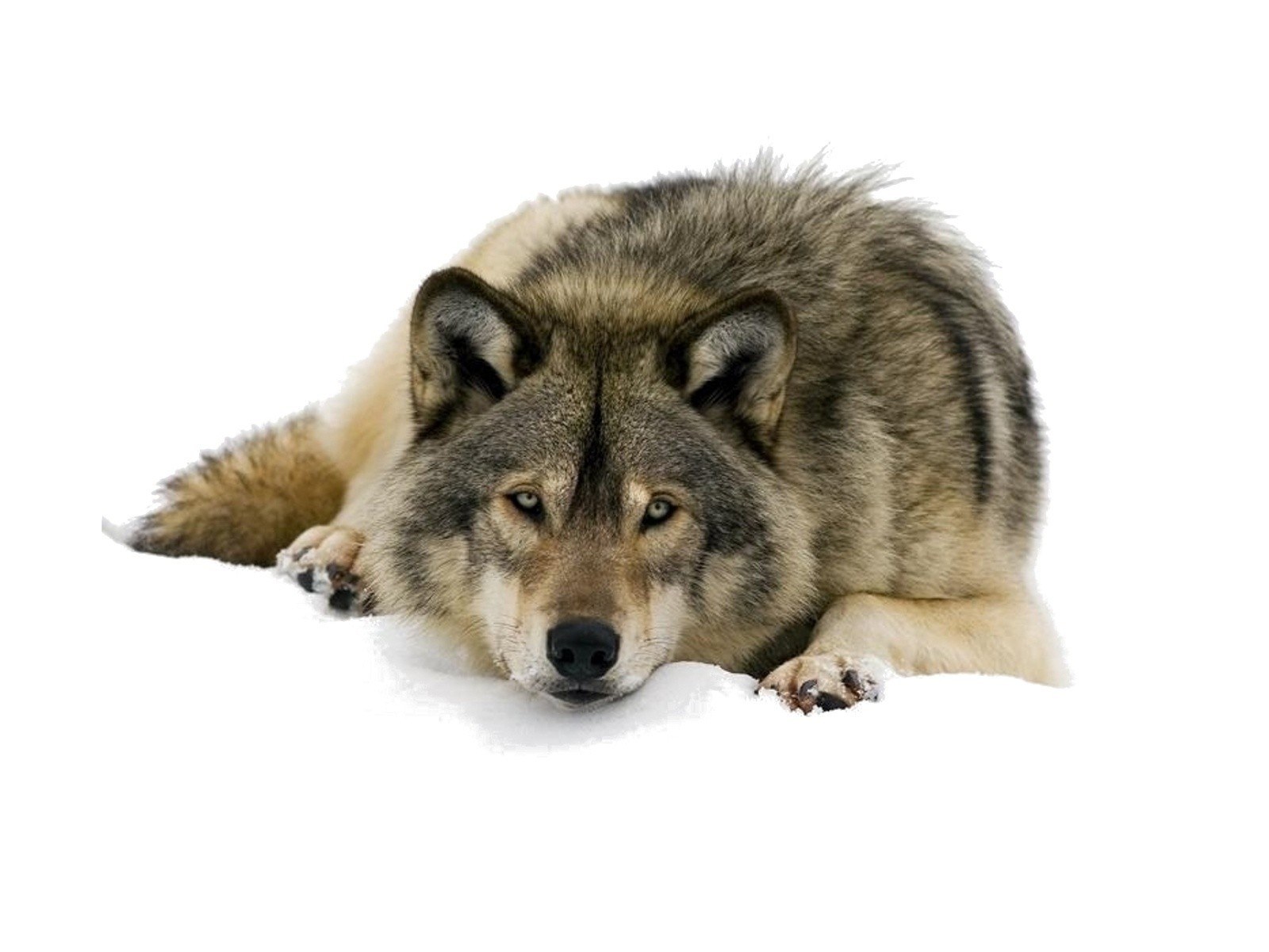 wolf lying in the snow