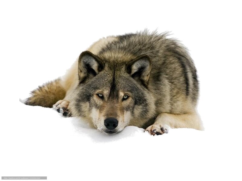 wolf lying in the snow