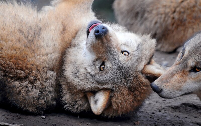 Wolf Lying on Back