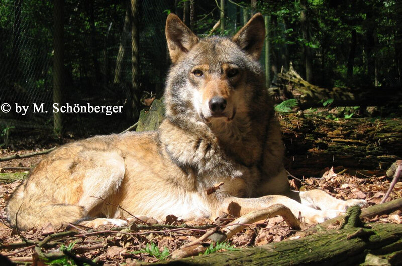 Wolf Lying on Forest Floor