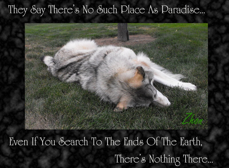 Wolf Lying on Grass — Green