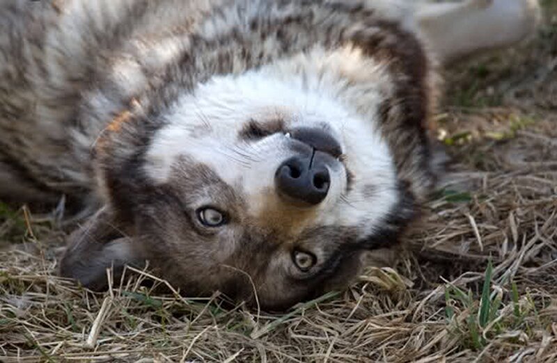 Wolf Lying on Grass