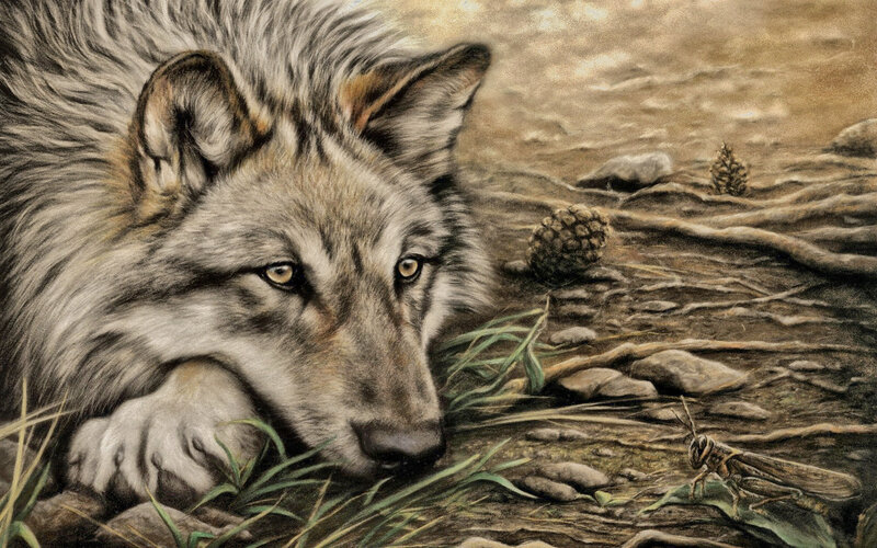 Wolf Lying on Ground — Brown, Calm, Afternoon, Illustration