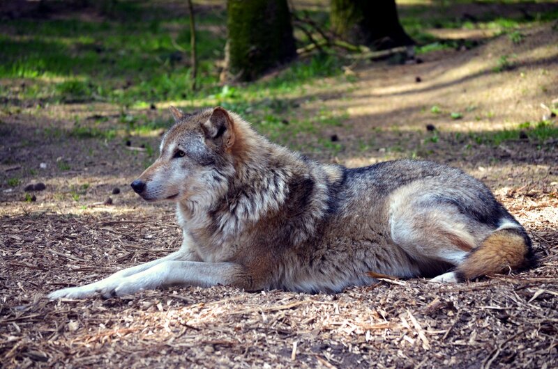 Wolf Lying on Ground — Brown, Calm, Afternoon, Photograph, Forest
