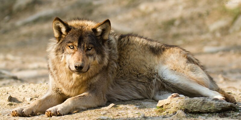 Wolf Lying on Ground — Brown, Calm, Afternoon, Photograph, Rock