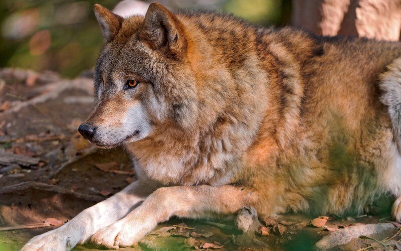 Wolf Lying on Ground — Brown, Calm, Afternoon, Photograph