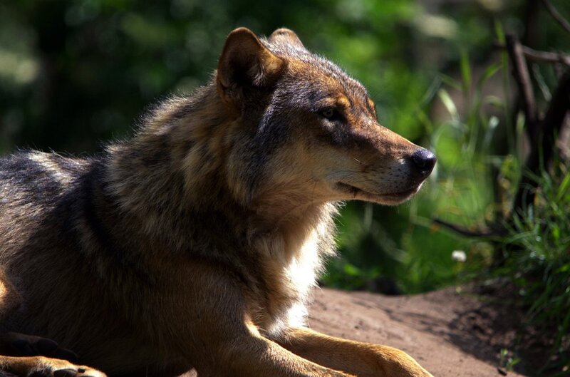 Wolf Lying on Ground — Brown, Calm, Afternoon