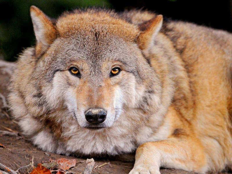 Wolf Lying on Ground — Brown, Calm, Autumn, Photograph, Leaves