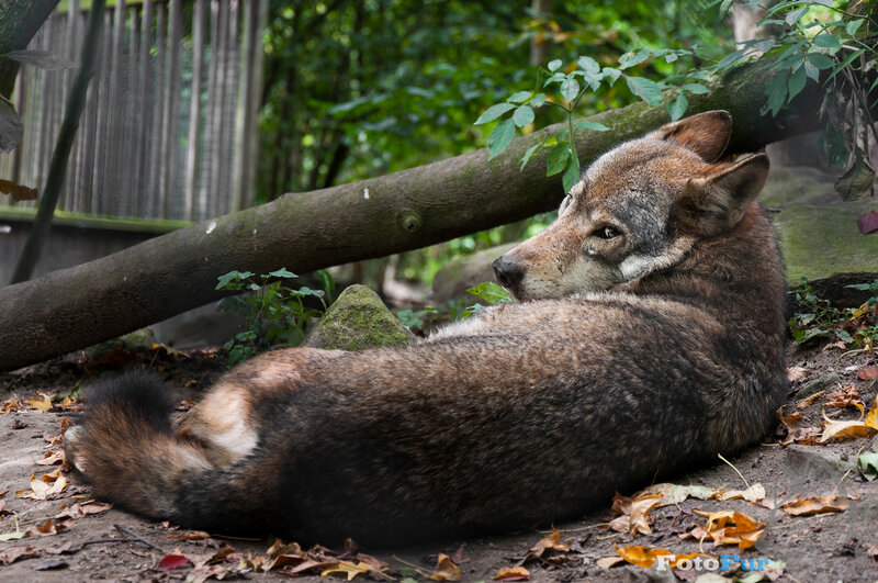 Wolf Lying on Ground — Brown, Calm, Autumn, Photograph, Tree Branch