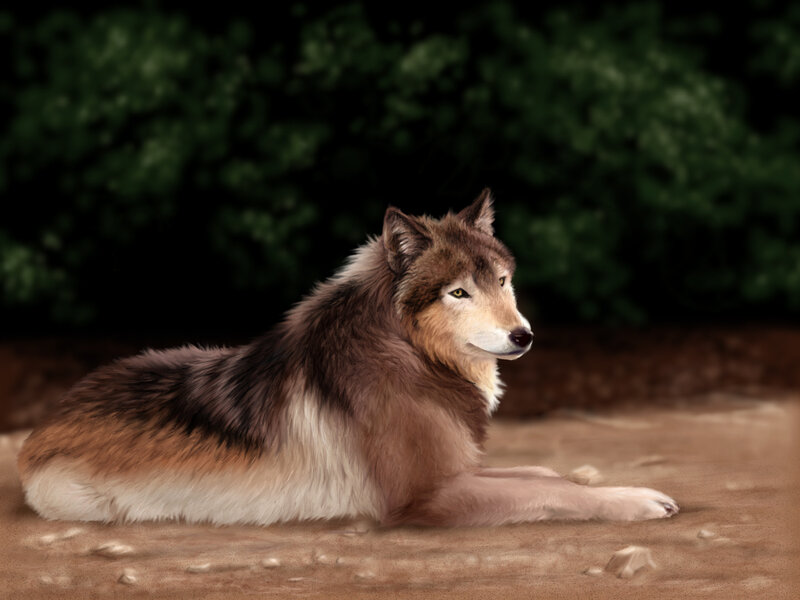 Wolf Lying on Ground — Brown, Calm, Night, Digital Art