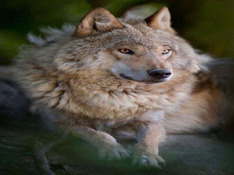 Wolf Lying on Ground — Brown, Calm, Photograph, Forest