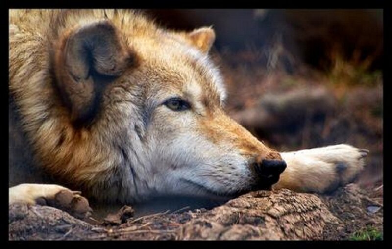 Wolf Lying on Ground — Brown, Calm, Photograph, Paw