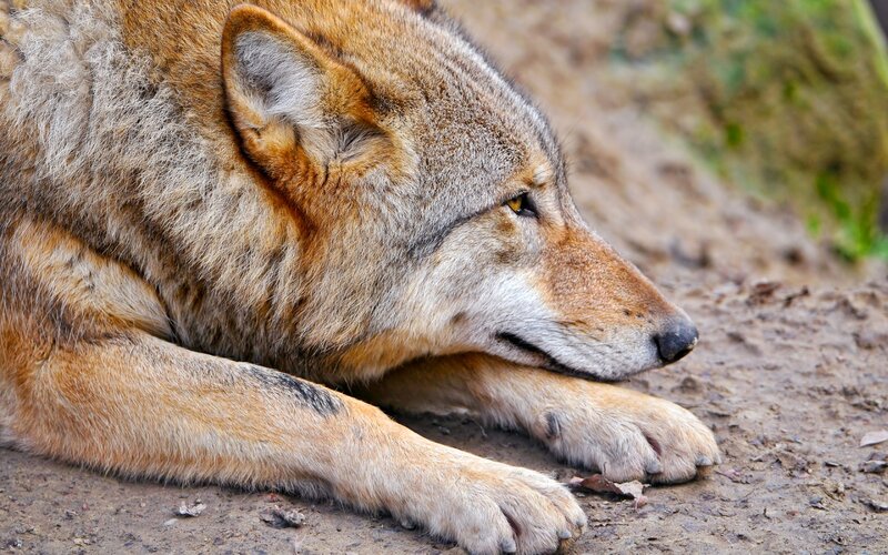 Wolf Lying on Ground — Brown, Calm, Photograph, Rock