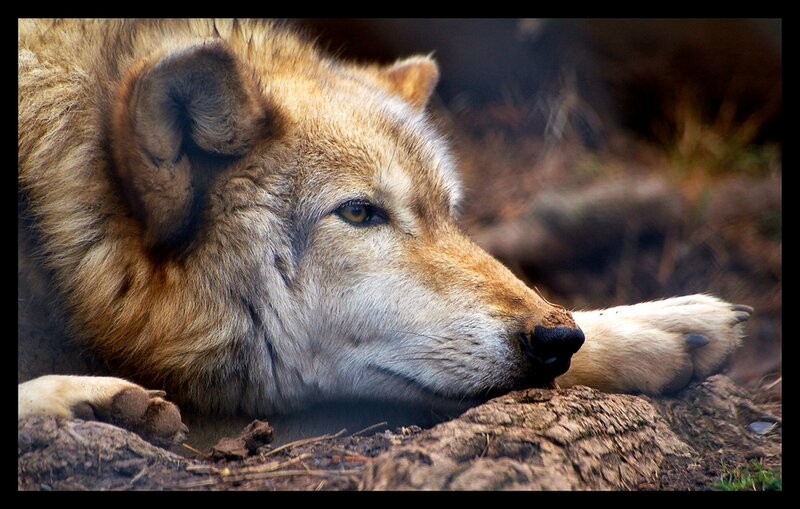 Wolf Lying on Ground — Brown, Calm, Photograph