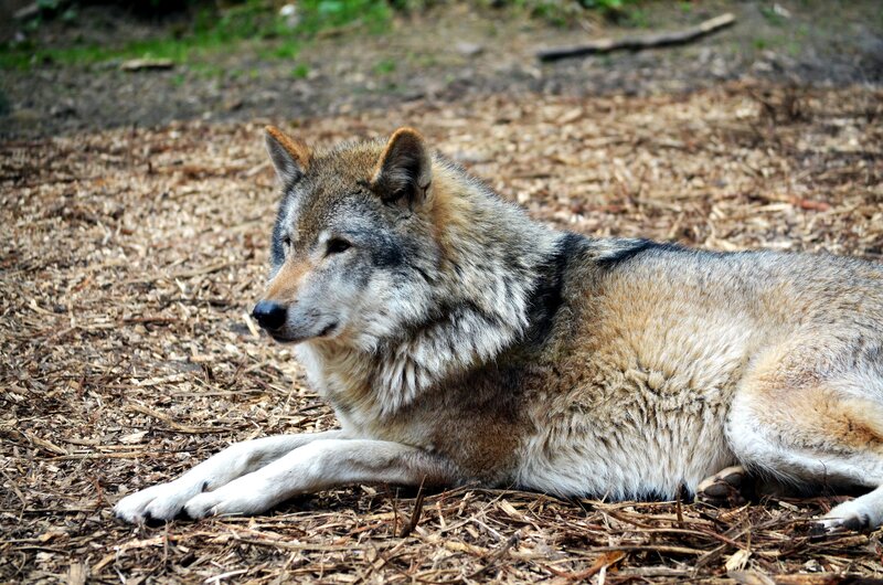 Wolf Lying on Ground — Brown, Calm, Photograph, Wood Chips