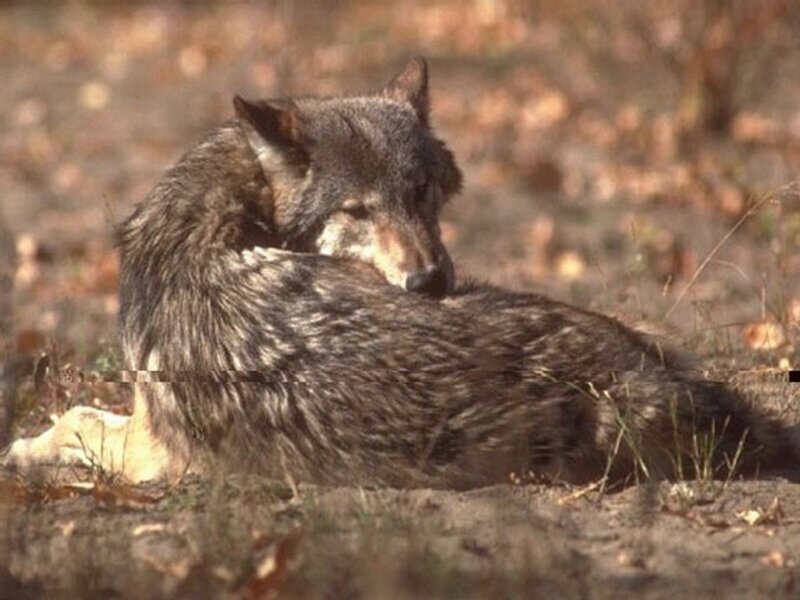 Wolf Lying on Ground — Brown, Calm