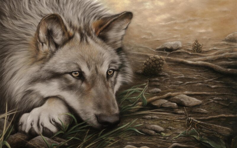 Wolf Lying on Ground — Brown